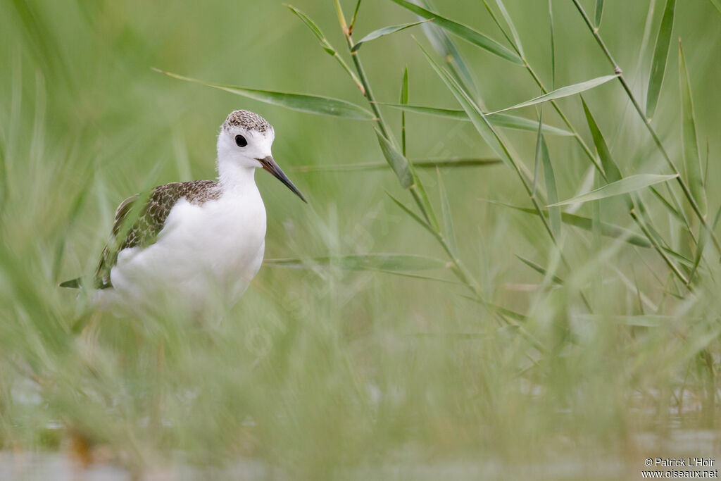 Black-winged Stiltjuvenile