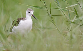 Black-winged Stilt