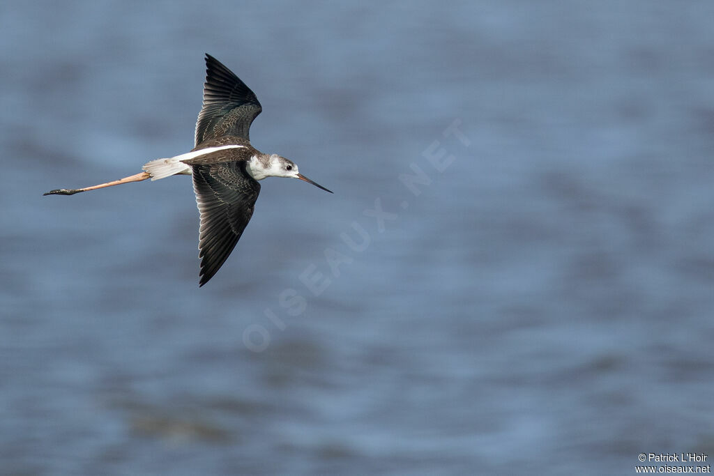 Black-winged Stilt