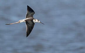 Black-winged Stilt