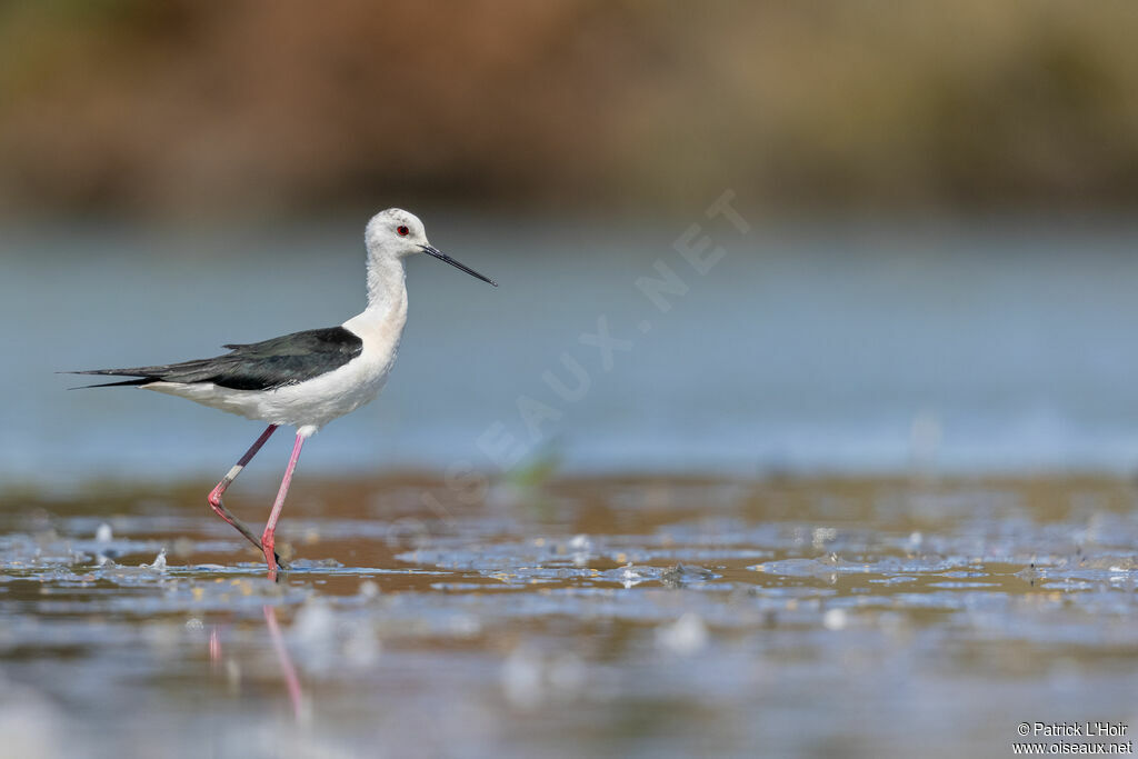 Black-winged Stilt