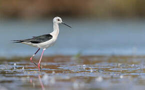 Black-winged Stilt