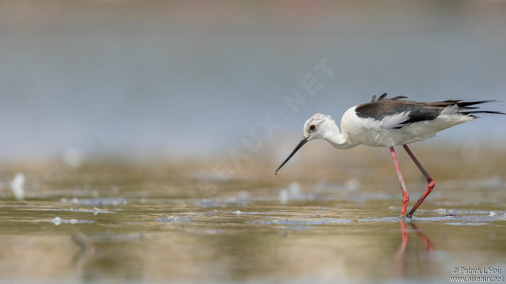 Black-winged Stilt