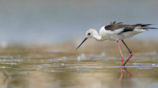 Black-winged Stilt