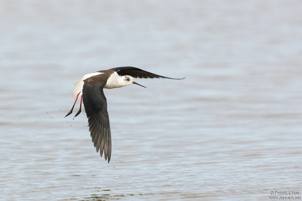 Black-winged Stilt