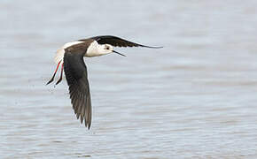 Black-winged Stilt