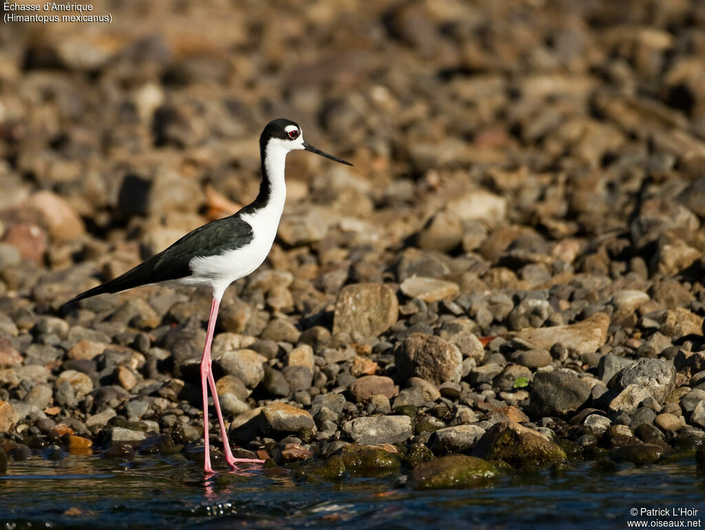 Black-necked Stiltadult