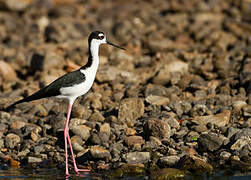 Black-necked Stilt