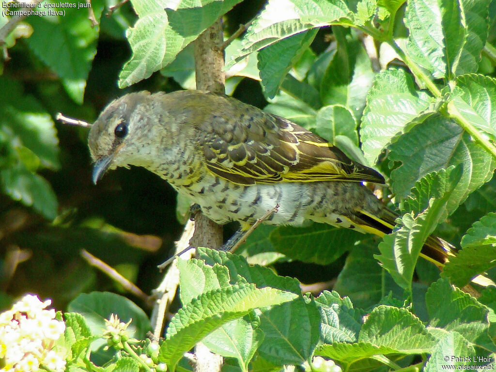 Black Cuckooshrike female adult