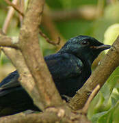 Black Cuckooshrike