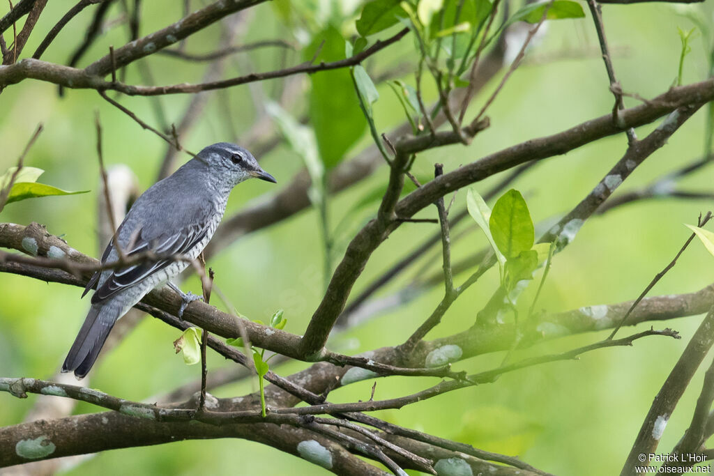 Black-headed Cuckooshrike female adult