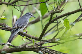 Black-headed Cuckooshrike