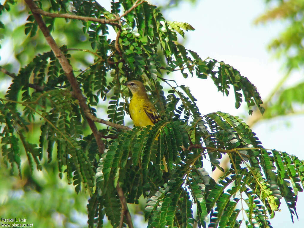 Échenilleur de Petit femelle adulte, habitat