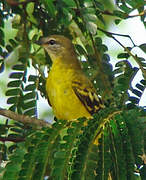 Petit's Cuckooshrike