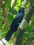 Petit's Cuckooshrike