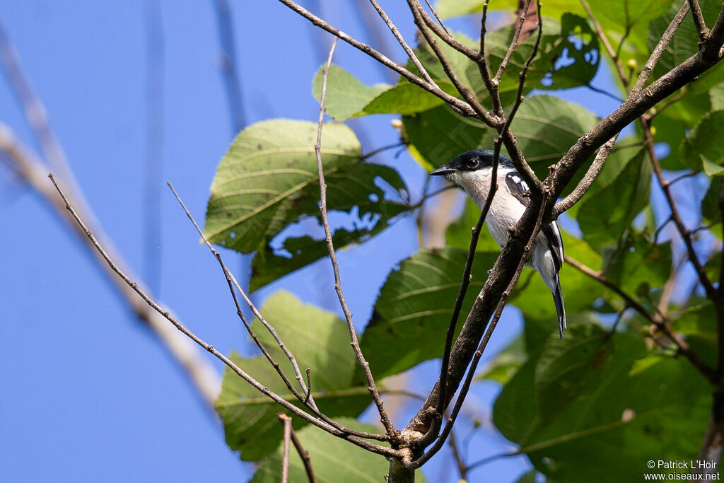 Bar-winged Flycatcher-shrike