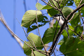 Bar-winged Flycatcher-shrike