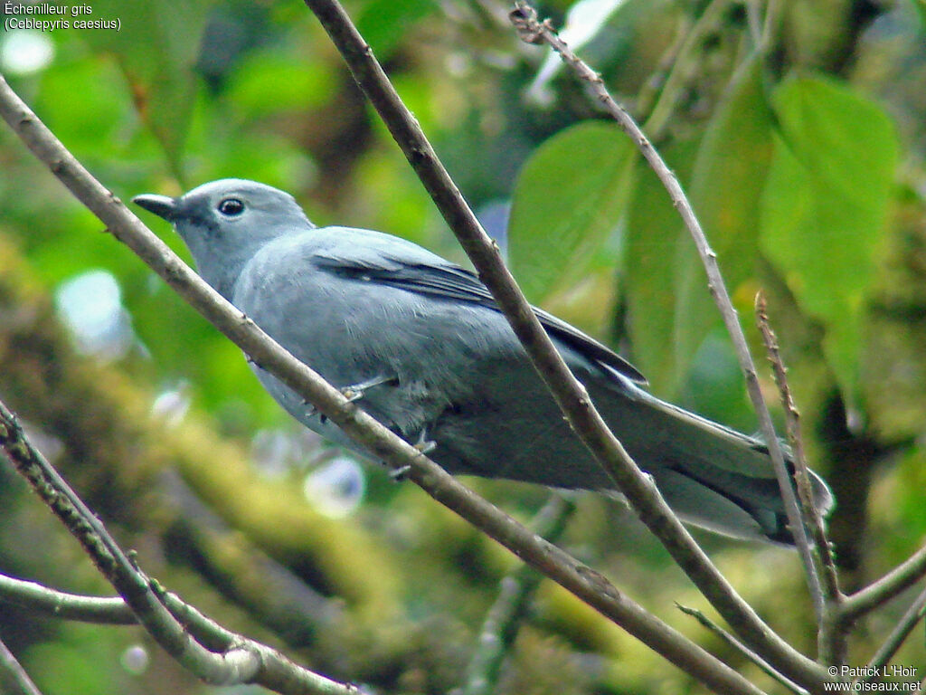 Échenilleur gris