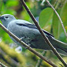 Échenilleur gris