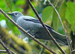 Grey Cuckooshrike