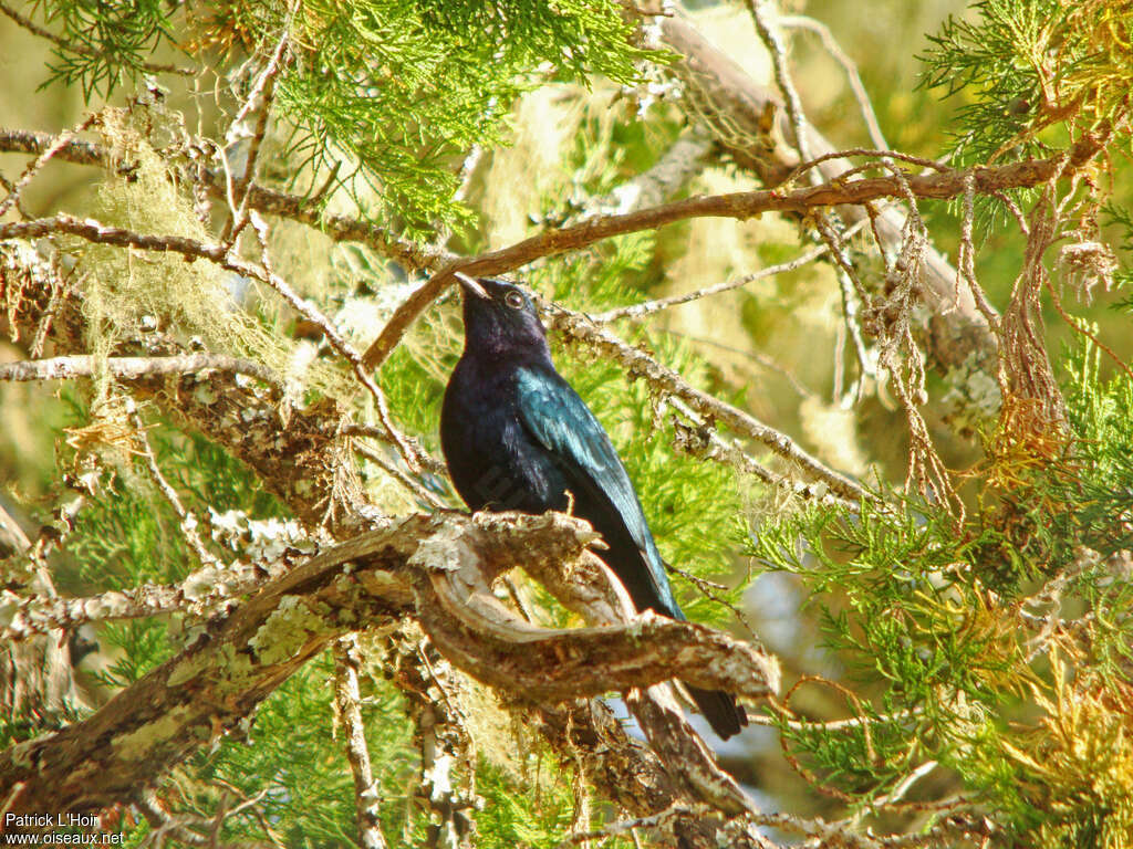 Purple-throated Cuckooshrike