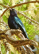 Purple-throated Cuckooshrike