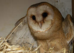 Western Barn Owl