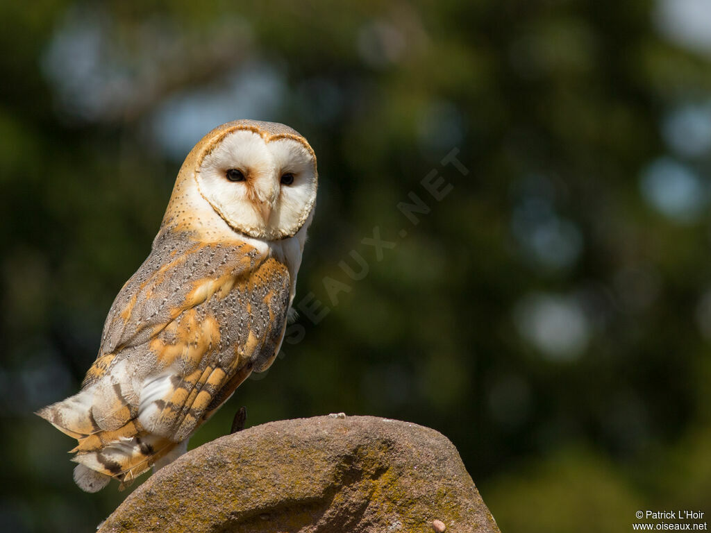 Western Barn Owl