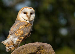 Western Barn Owl