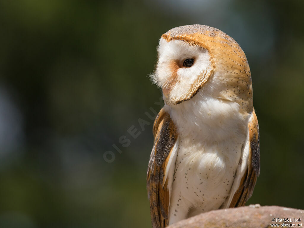 Western Barn Owl