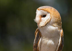 Western Barn Owl