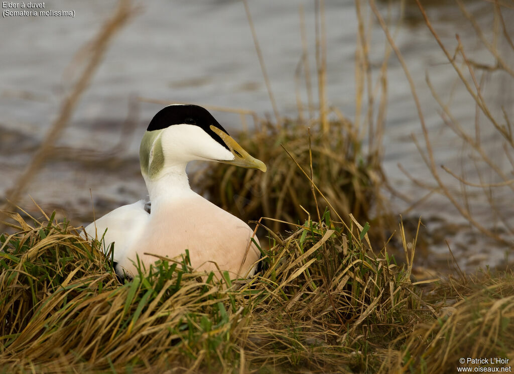 Common Eider male adult post breeding