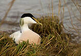 Eider à duvet