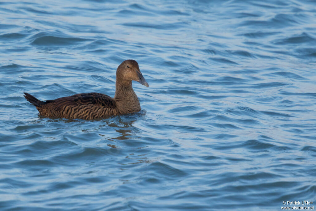 Eider à duvet femelle adulte internuptial