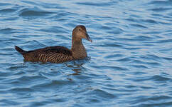 Eider à duvet