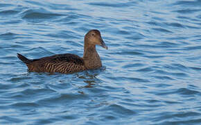 Common Eider