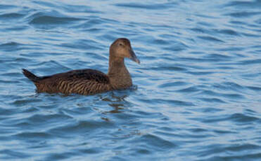 Eider à duvet