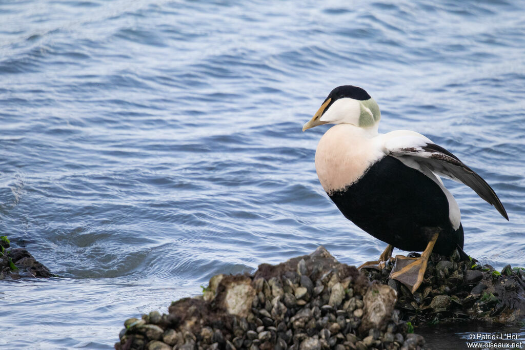 Eider à duvet mâle adulte