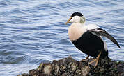 Eider à duvet