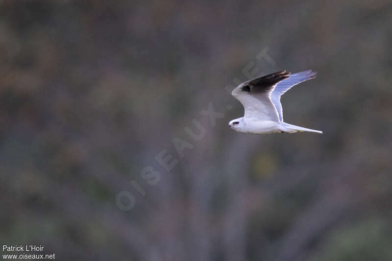 White-tailed Kite, Flight