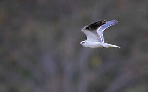 White-tailed Kite