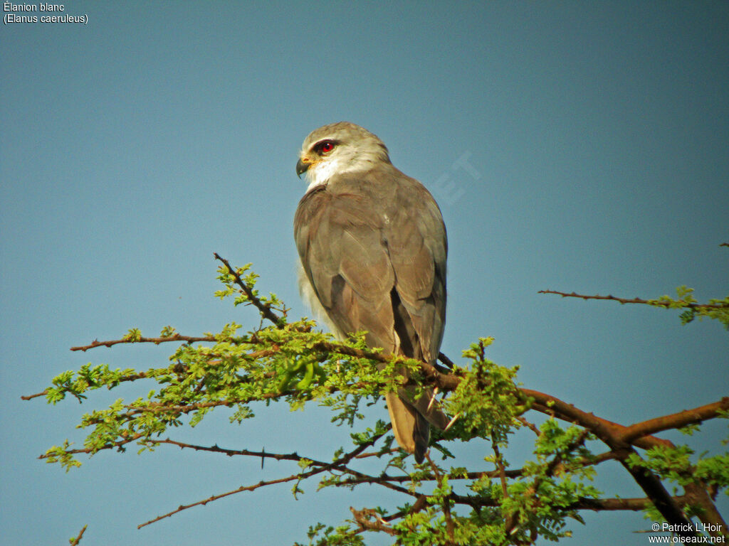 Black-winged Kite