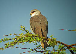 Black-winged Kite