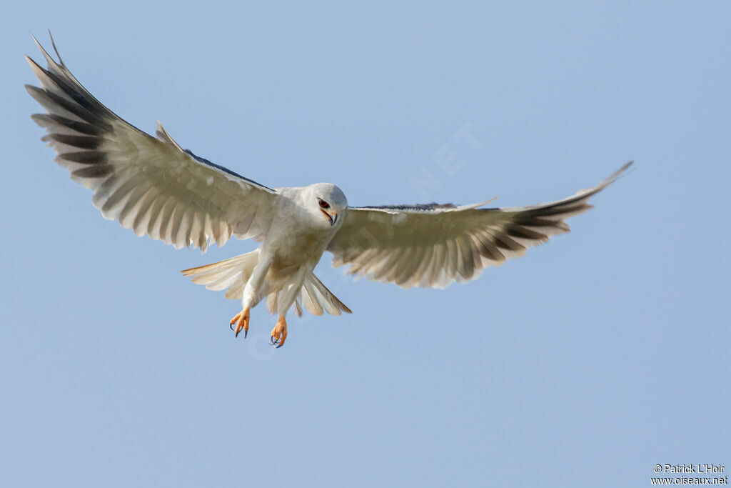 Black-winged Kite