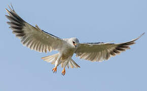 Black-winged Kite