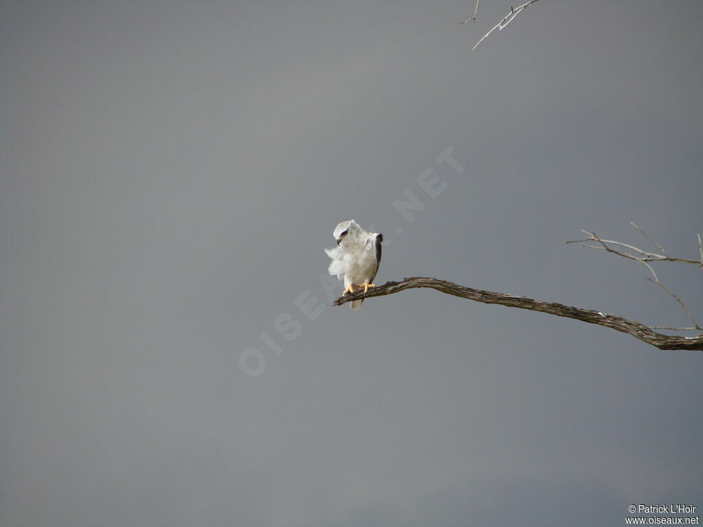 Black-winged Kite