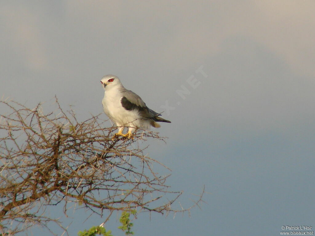 Black-winged Kite