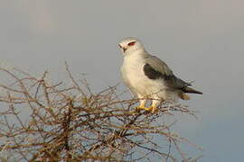 Black-winged Kite