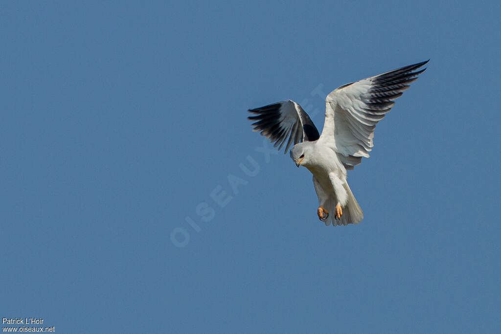 Black-winged Kiteadult, fishing/hunting, Behaviour