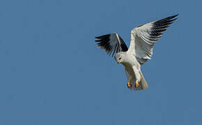 Black-winged Kite